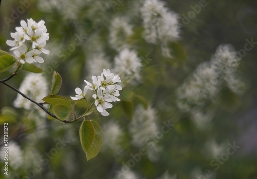 Selective focus shot of a blooming hackberry branch with white flower photo
