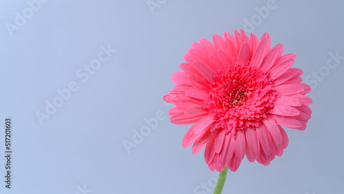 pink gerbera flower  space copy  white background