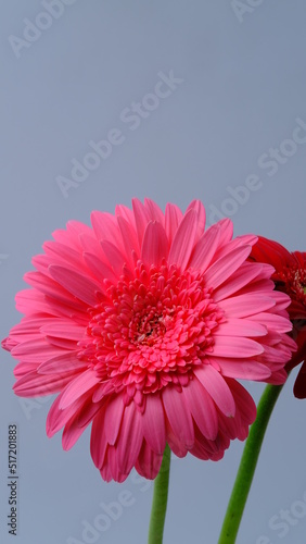 pink gerbera flower  space copy  white background