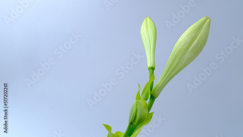 Green leaves on a white background  copy space