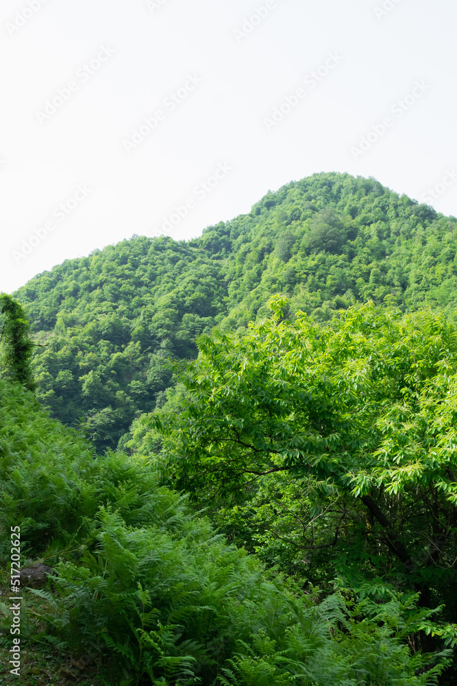 green forest in the mountains