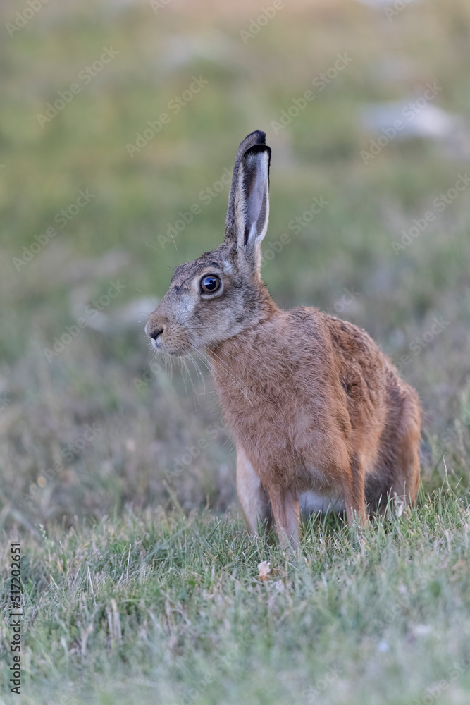 Fototapeta premium European Hare Lepus europeae in a meadow