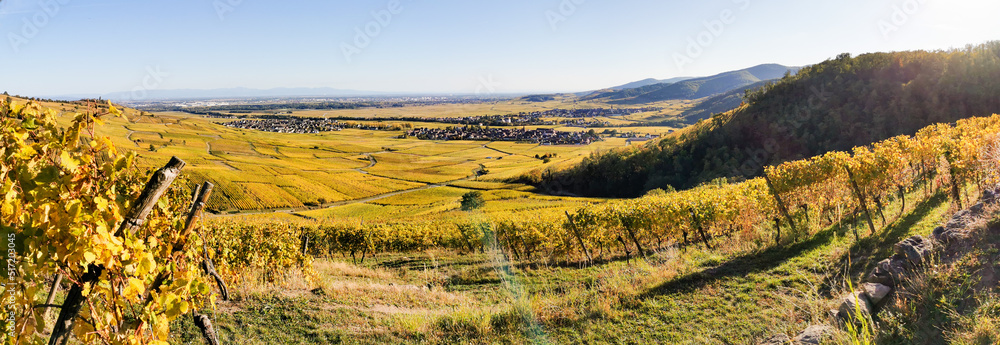La plaine agricole du vignoble alsacien au temps des vendanges, Kaysersberg vignoble, Alsace, Vosges, France