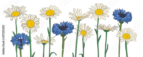 daisy and cornflower flowers, vector drawing wild plants isolated at white background , hand drawn botanical illustration