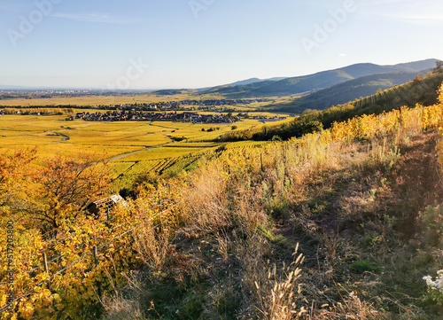 Kaysersberg vignoble au temps des vendanges, Alsace, Vosges, France