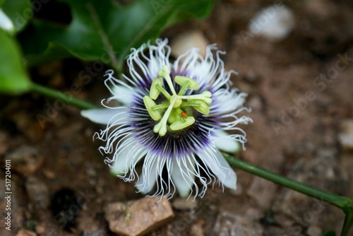 Selective focus shot of a beautiful passion flower (passiflora incarnata) photo