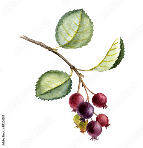 Konstfotografi watercolor drawing branch of shadbush tree, hand drawn illustration