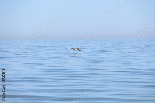 Bird water and fisherman in south east louisiana marsh