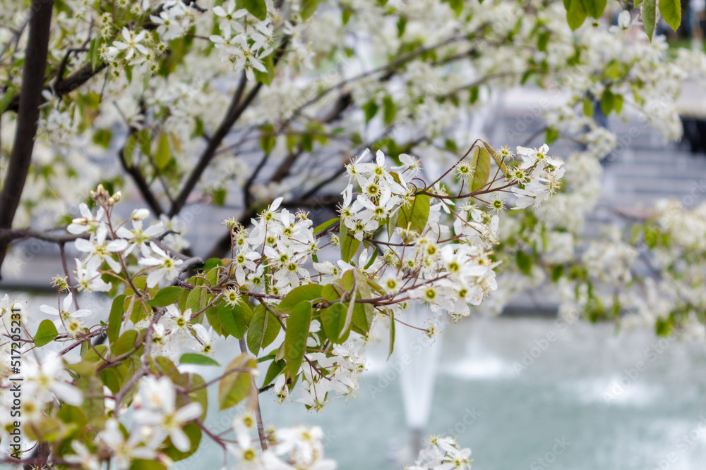 White tender flowers close-up with blurred fountains in background. Shevchenko City Garden with blooming spring tree branches. Tourist attraction in city park, Kharkiv Ukraine White tender flowers close-up with blurred fountains in background. Shevchenko City Garden with blooming spring tree branches. Tourist attraction in city park, Kharkiv Ukraine