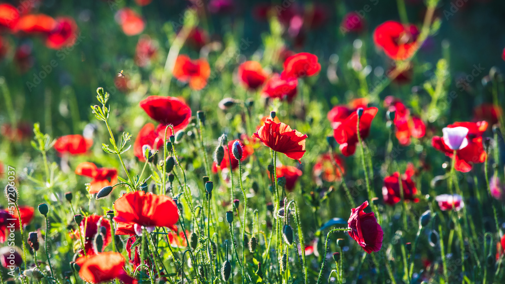 Fototapeta premium Knallroter Klatschmohn im grünen Gras im Morgenlicht