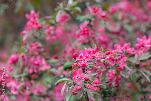 Apple tree blossom, tender pink flowers on branch with green leaves. Apple tree spring delicate vibrant bloom in garden close-up with blurred background