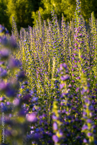 lupin field at sunset