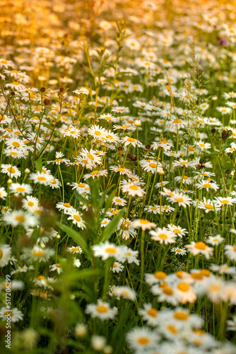 field of daisies at sunset