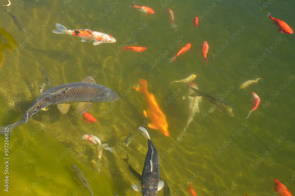 zierfische im gartenteich Stock Photo Adobe Stock