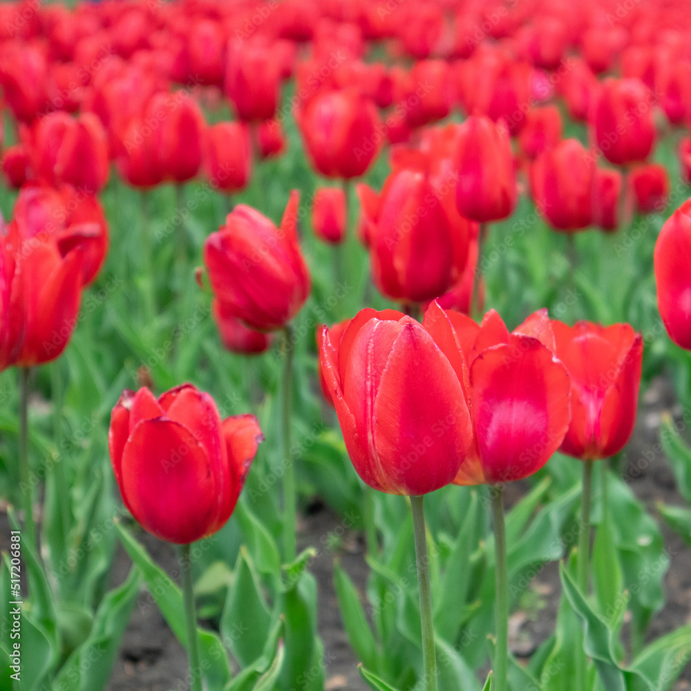 Red tulips flowers with green leaves, flower bed close-up, spring bloom with blurred background. Romantic fresh meadow foliage