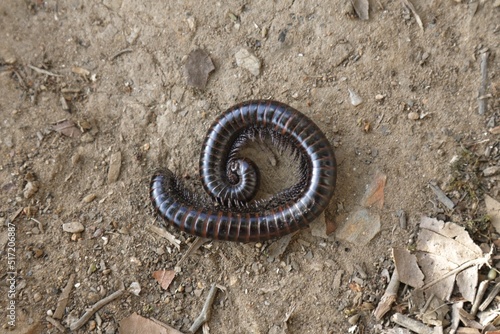 Vászonkép Closeup shot of a millipede crawling on the ground