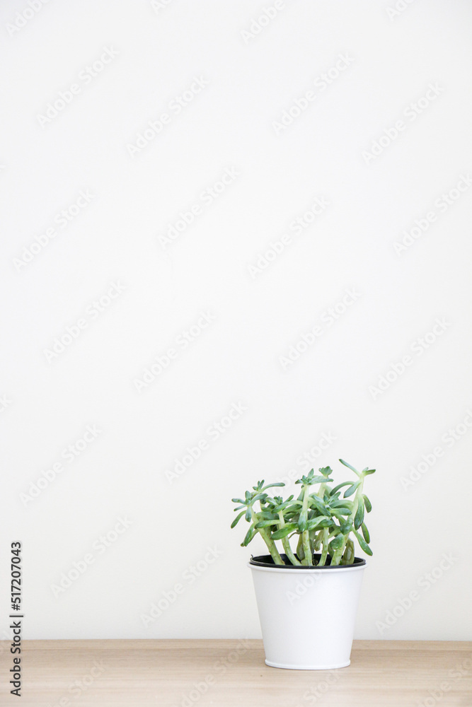 Vertical shot of small succulent house plant (known as Sedum Griseum or stonecrop) in a white pot on right of wooden desk with white wall background