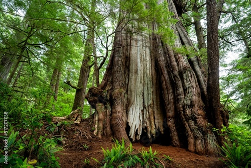 Low angle shot of red cedar trees in a park in Vancouver Island, Canada photo