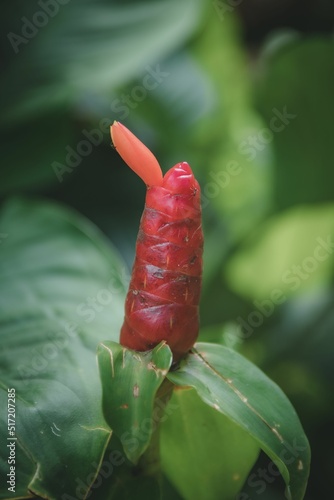 Vertical closeup of Costus spicatus, also known as spiked spiralflag ginger. photo