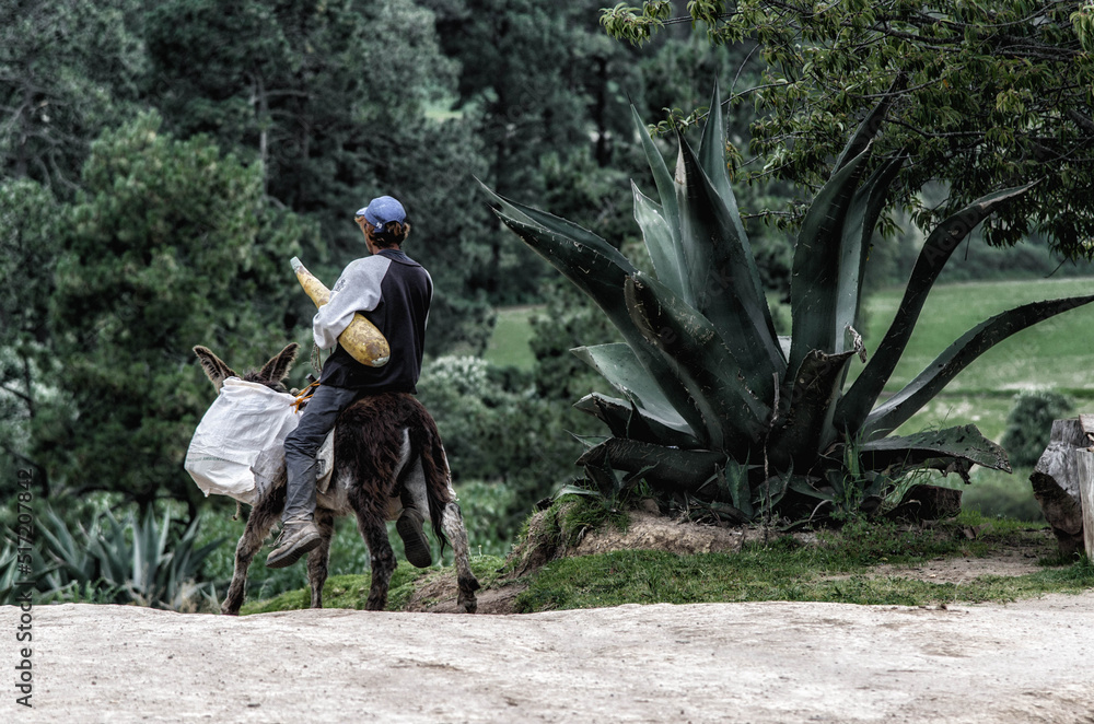 Tlachiquero donkey agave pulque Tlachiquero donkey agave pulque