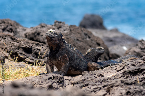 indigenous iguanas of the galapagos islands ecuador in their natural habitat
