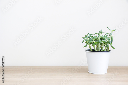Beautiful healthy small succulent house plant (known as Sedum Griseum or stonecrop) in white pot on right side of wooden surface against white wall, decorating interior