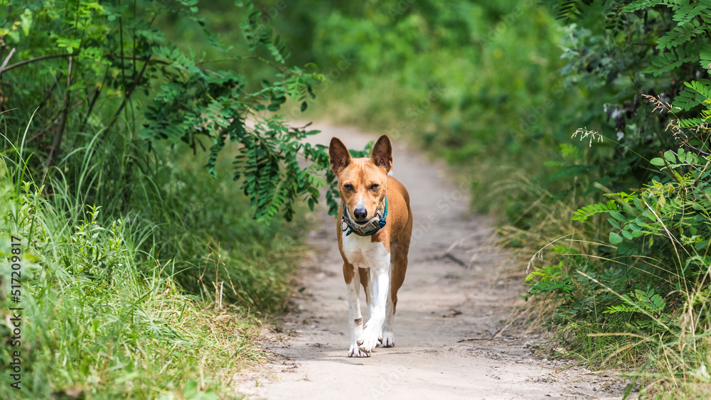 Basenji dog walking in the forest park on a hot day