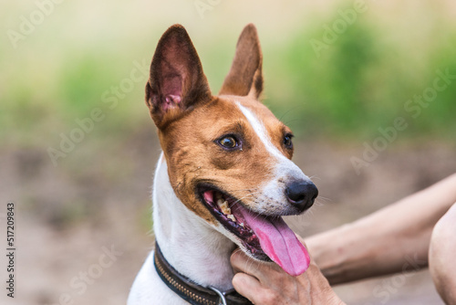 Portret basenji dog walking in the forest park on a hot day © krushelss