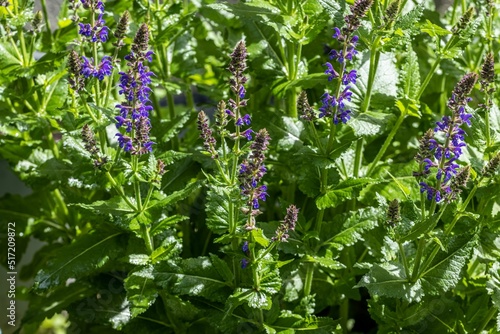 Foto Closeup of purple skullcap flowers on a green bush