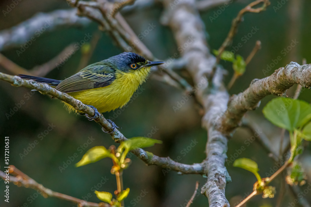 Fototapeta premium A tiny flycatcher perched on a tree branch
