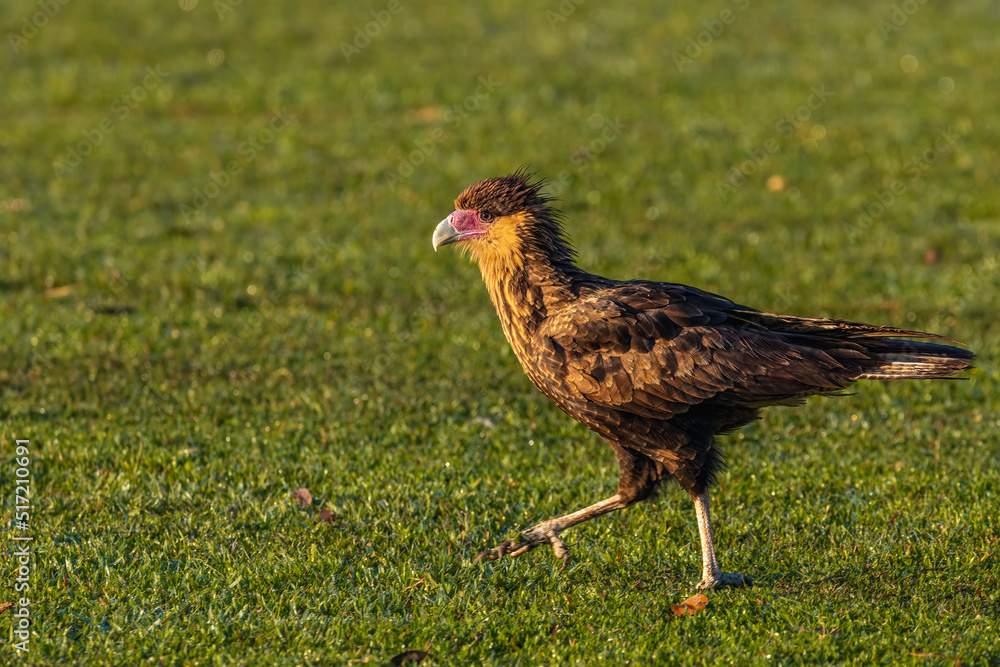 Fototapeta premium A young falcon wandering around looking for food