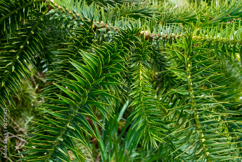 Fototapeta premium green background