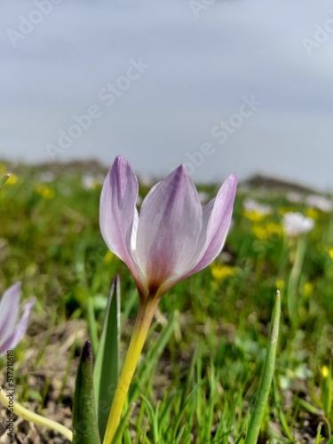 Vertical closeup shot of a purple Bulbocodium versicolor flower in the field photo