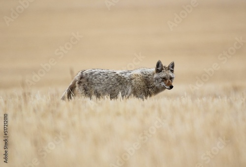 Obraz na plátne Roaming coyote in the grasslands of Alberta, Canada