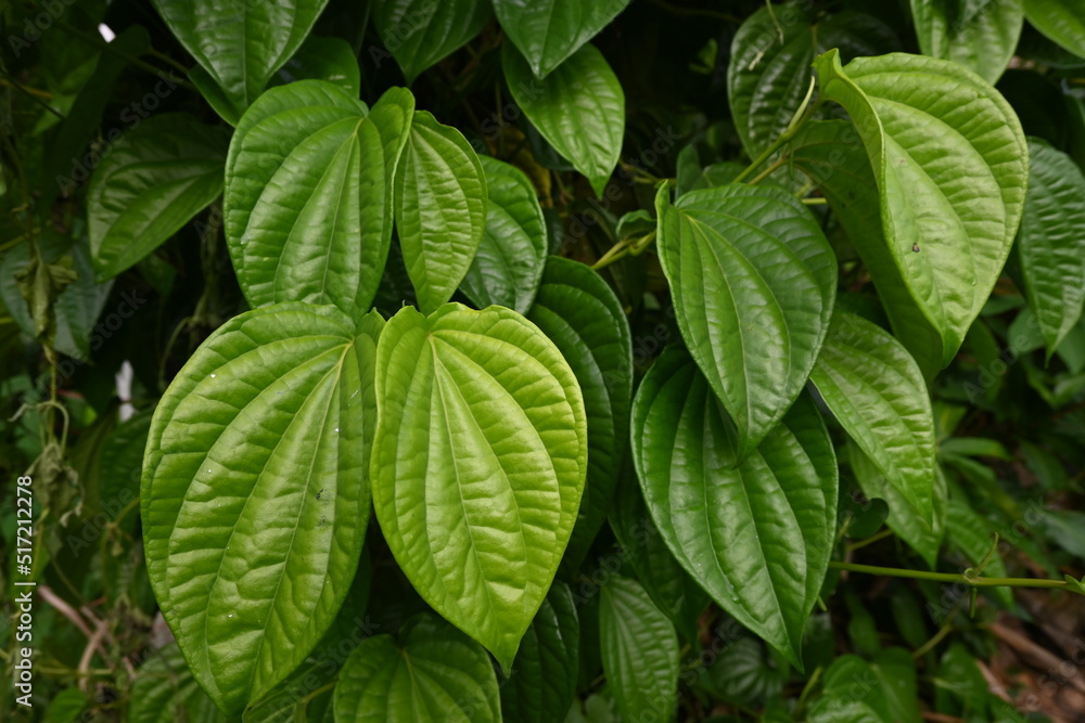 Betel plants are often used in the pharmaceutical and medicinal industries Betel plants are often used in the pharmaceutical and medicinal industries