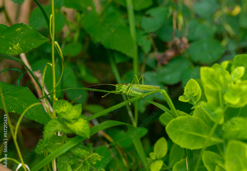 Cricket on a leaf. Grasshopper in the grass, close-up. Concept of macro shots on insects.