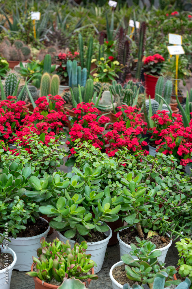 Many different tropical and exotic garden plants and colorful flowers for sale in Spanish garden shop