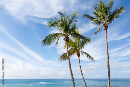 Palm trees on La Palma island before Cumbre vieja volcano eruption in 2021  sunny day  Canary islands  Spain