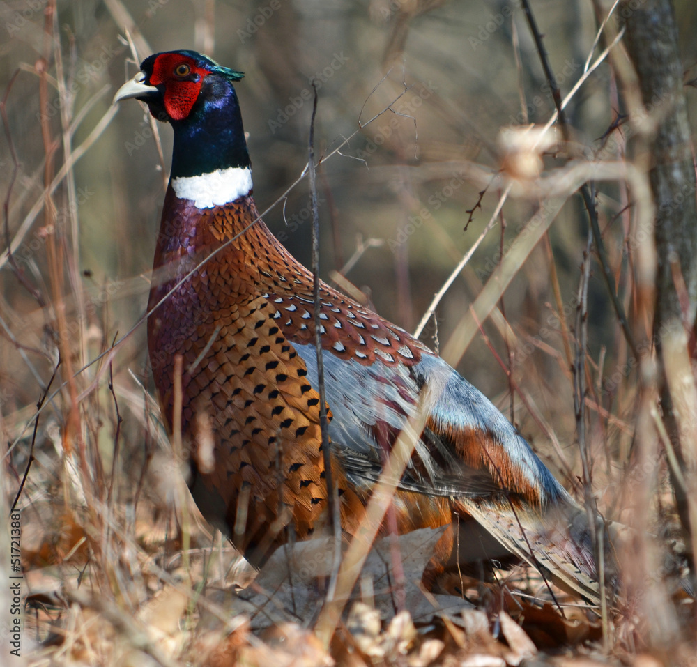 Fototapeta premium pheasant male in the grass