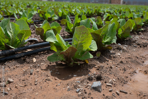 Farm fields with fertile soils and rows of growing  green lettuce salad in Andalusia, Spain photo