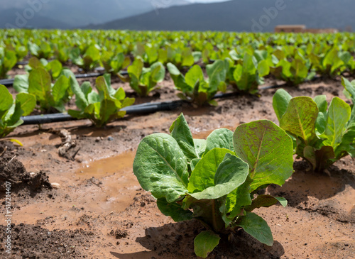 Farm fields with fertile soils and rows of growing  green lettuce salad in Andalusia, Spain photo