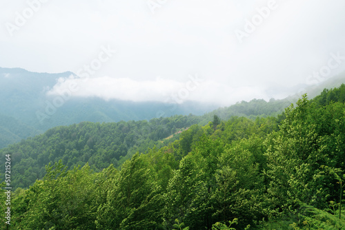 landscape with fog