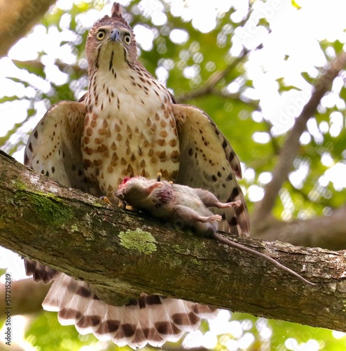 Closeup of a Jerdon's baza (Aviceda jerdoni) with its prey on a tree branch photo