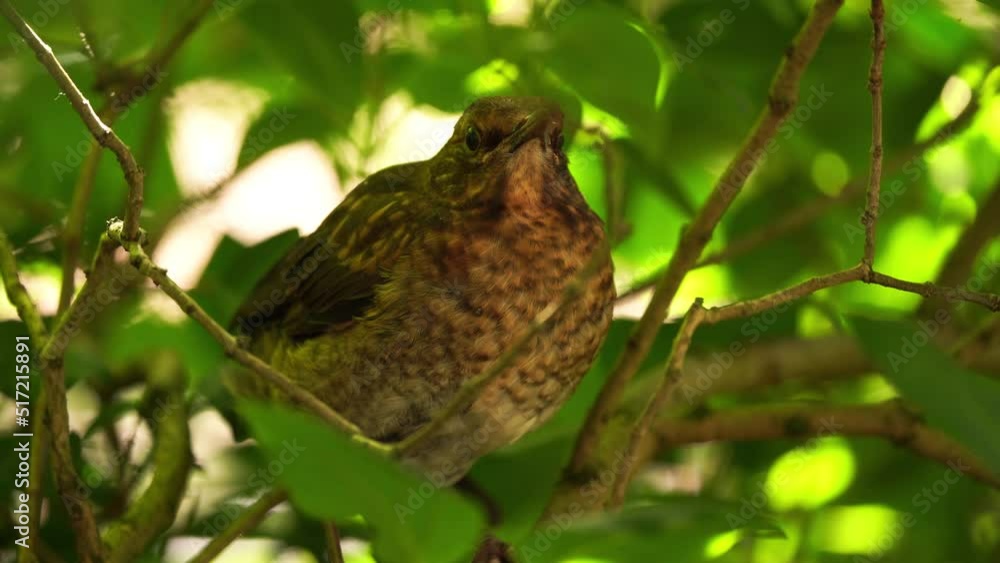A juvenile Blackbird (Turdus merula) staring at you from a branch in a shrub A juvenile Blackbird (Turdus merula) staring at you from a branch in a shrub