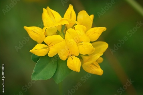 Closeup on the yellow flower of a big trefoil , Lotus pedunculatus , in the field photo