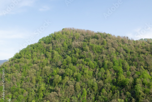 trees in the mountains © bykot