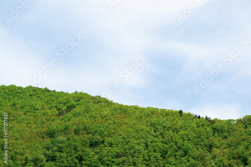 green forest and blue sky