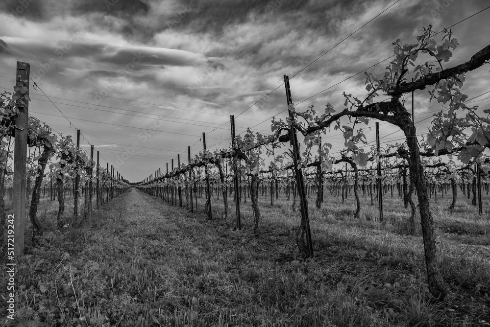 Obraz premium vigna piave veneto