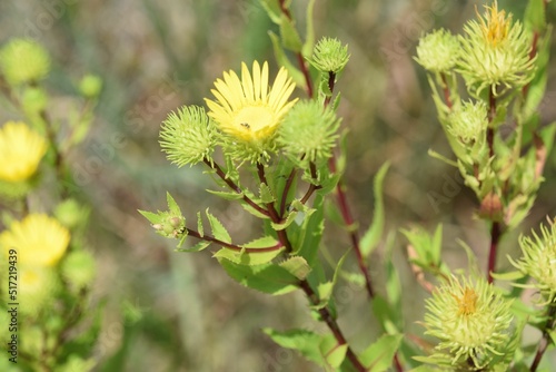 Closeup shot of yellow curlycup gumweed with green leaves in a blurred background photo