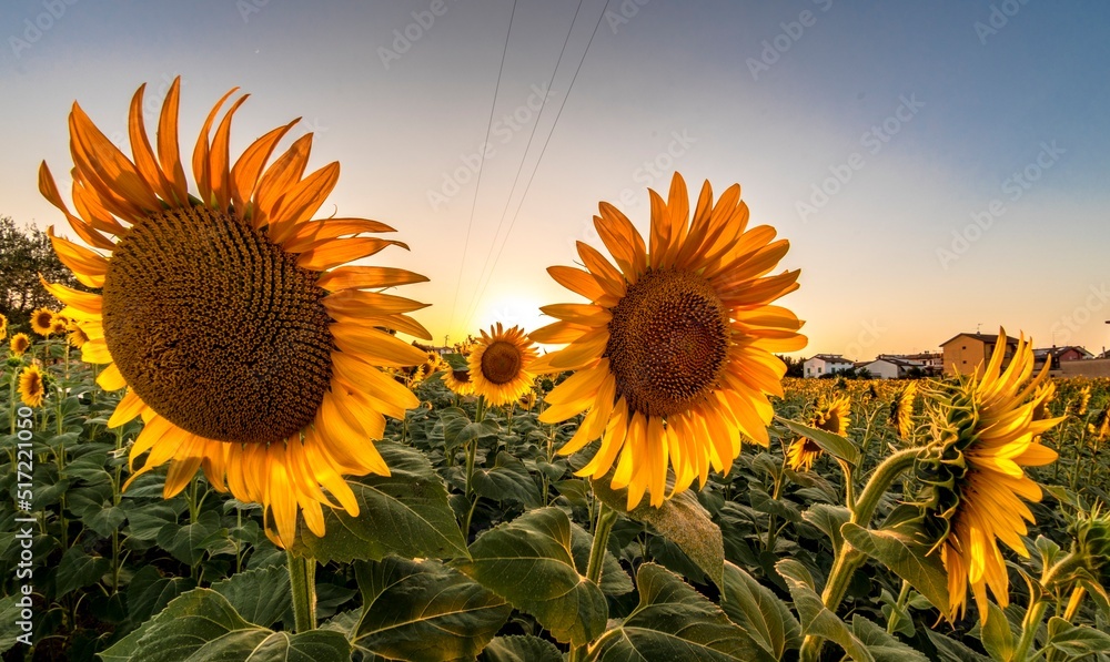 Obraz premium Sunflowers in the foreground in the countryside